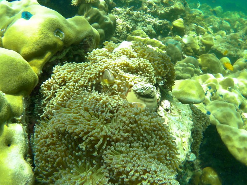 ทริปดำน้ำดูปะการัง เกาะหลีเป๊ะ อาดัง-ราวี